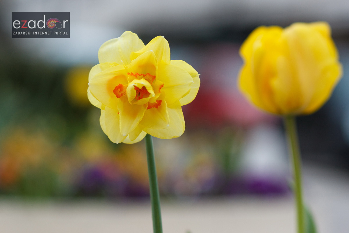 Đir po gradu, ponedjeljak 9. travnja 2018. Đir po gradu, ponedjeljak 9. travnja 2018.