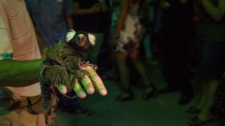 16. Biogradska noć privukla više od 20 tisuća posjetitelja . Photo: Vinko Pešić 16. Biogradska noć privukla više od 20 tisuća posjetitelja . Photo: Vinko Pešić