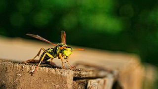 Bibinjski sinac, Foto: Leo Banic Bibinjski sinac, Foto: Leo Banic