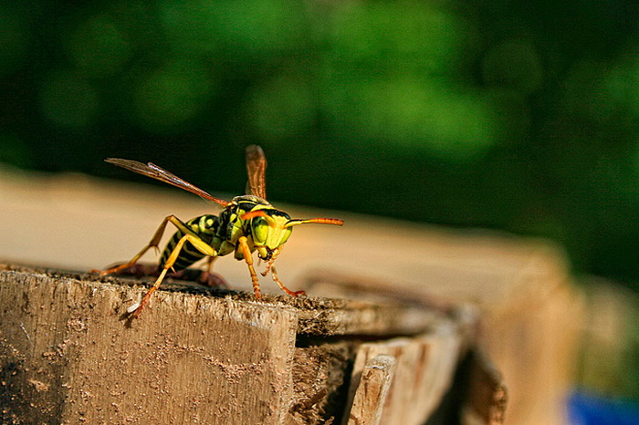 Bibinjski sinac, Foto: Leo Banic Bibinjski sinac, Foto: Leo Banic