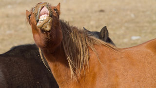 Velebitski divlji konji, Foto: Leo Banić