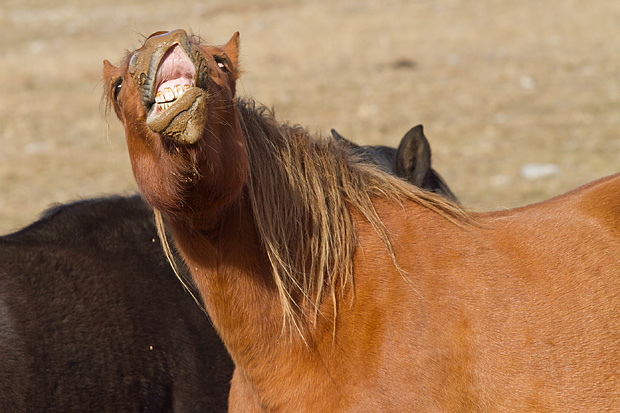 Velebitski divlji konji, Foto: Leo Banić