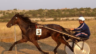 Polaca, utrke konja Oluja 95 Polaca, utrke konja Oluja 95