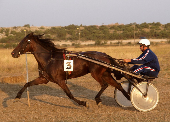 Polaca, utrke konja Oluja 95 Polaca, utrke konja Oluja 95