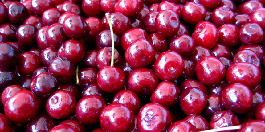 Višnja maraška Višnja maraška