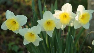 Boje i mirisi proljeća, Foto: CROPIX