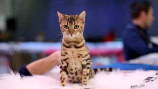 Pogledajte kako je bilo na Međunarodnoj izložbi mačaka u Westgateu