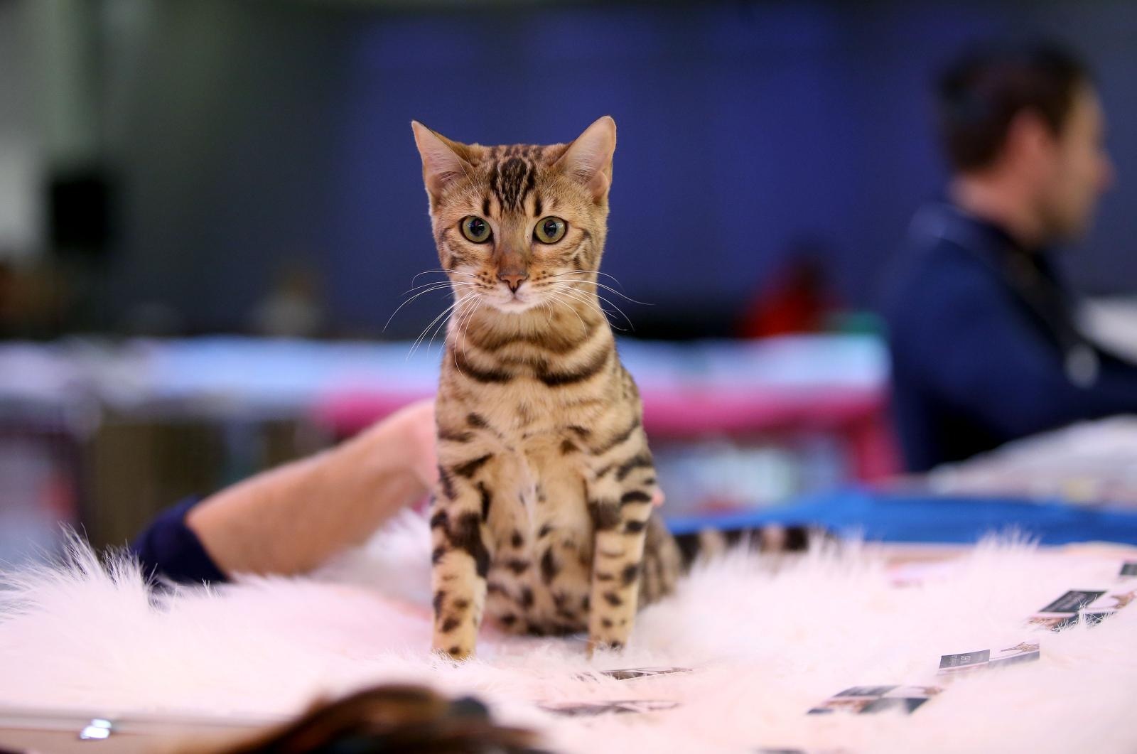 Pogledajte kako je bilo na Međunarodnoj izložbi mačaka u Westgateu