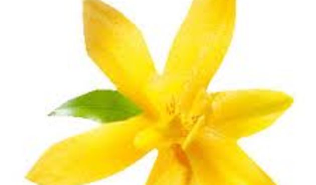 vanilija, foto: she.hr