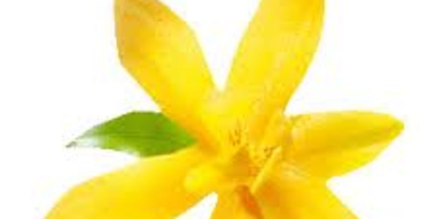 vanilija, foto: she.hr vanilija, foto: she.hr