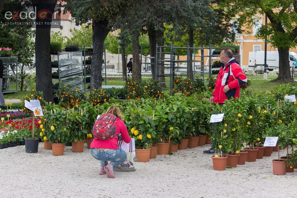 Đir po gradu 20. travnja 2017. Đir po gradu 20. travnja 2017.