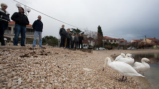 Labudovi u Bibinjama 10. siječnja 2013, Foto: Leo Banić