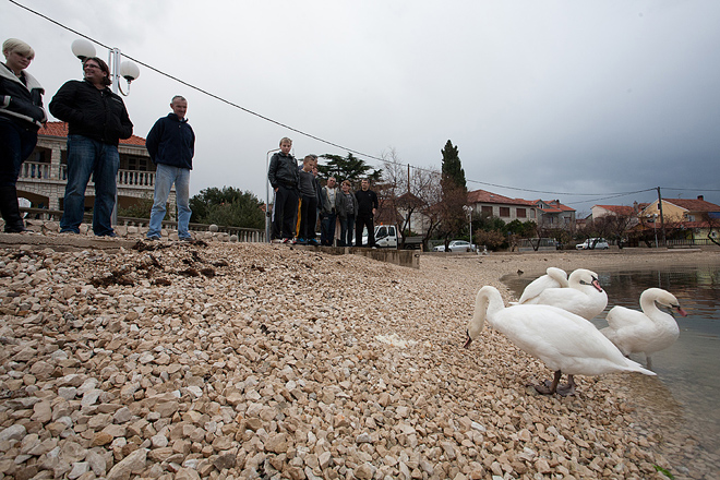 Labudovi u Bibinjama 10. siječnja 2013, Foto: Leo Banić