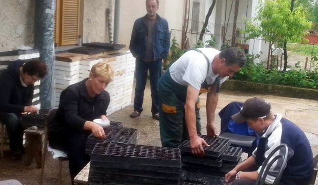 Priprema sadnica kupusa u Bogatniku