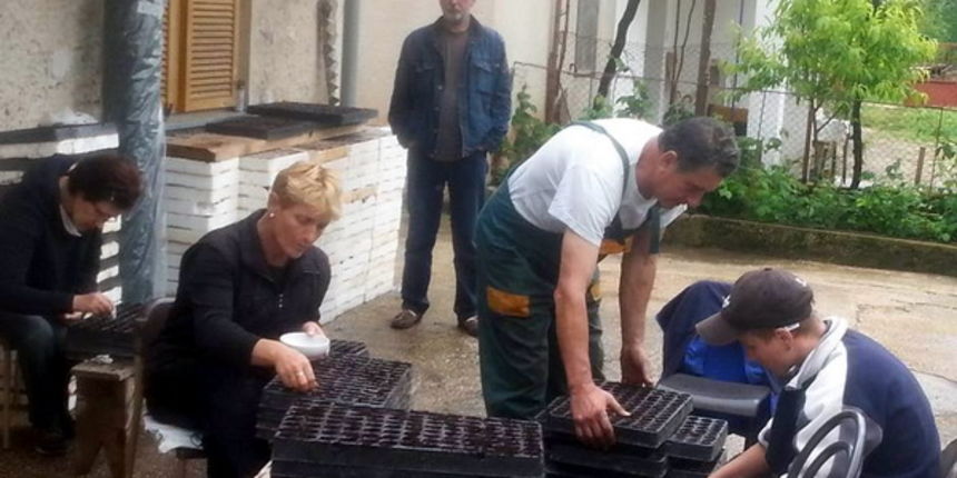 Priprema sadnica kupusa u Bogatniku