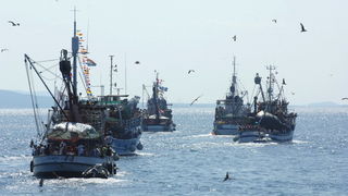 Kali, Ugljan, 080809.
Kali, mjesto na otoku Ugljanu osim sto ima najvecu ribarsku flotu na Jadranu, ima i najstariju festu na Jadranu “Tunuaru”. Festa traje dva dana, a obicaj je i da defile ribarskih brodova prodje Zadarskim kanalom. 
Galebovi, vijerni p