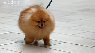 Đir po gradu, subotnja špica 13. travnja 2019. Đir po gradu, subotnja špica 13. travnja 2019.