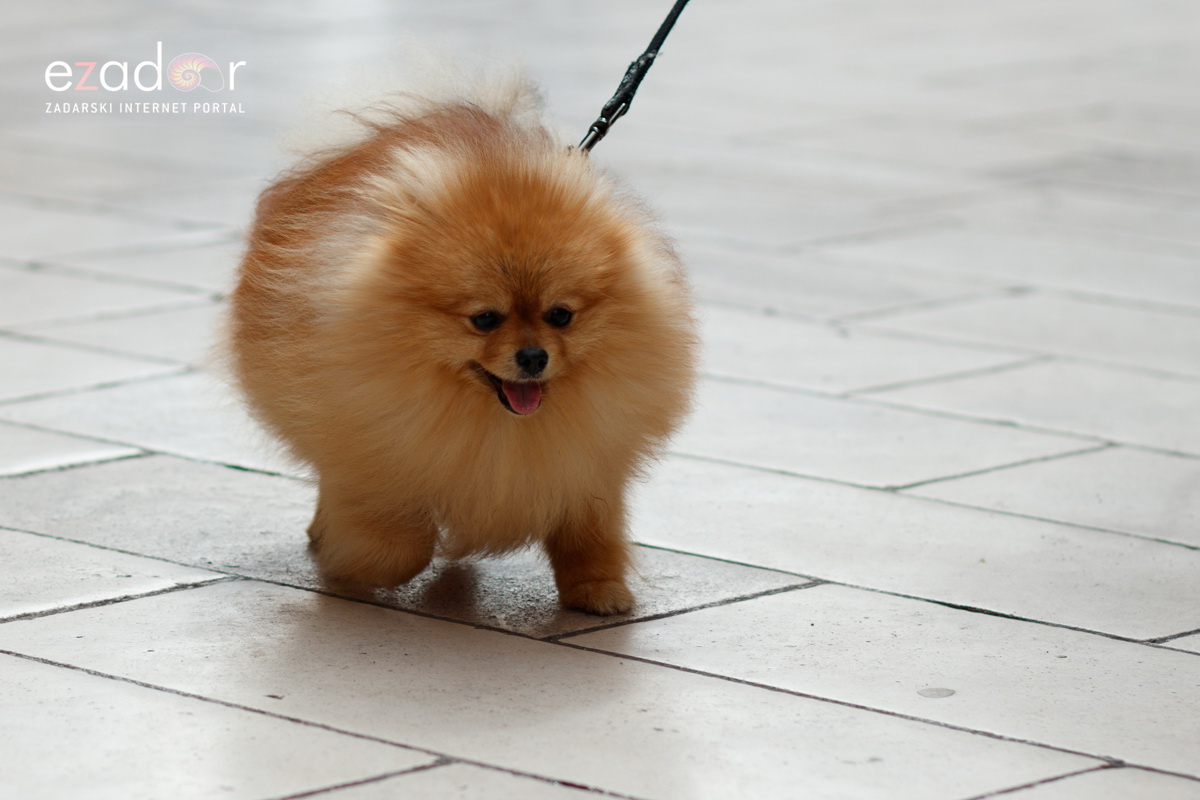 Đir po gradu, subotnja špica 13. travnja 2019. Đir po gradu, subotnja špica 13. travnja 2019.