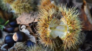 Pitomi kesten (Castanea sativa) jedan je od najprepoznatljivijih plodova jeseni. Photo: Borna Filić/PIXSELL Pitomi kesten (Castanea sativa) jedan je od najprepoznatljivijih plodova jeseni. Photo: Borna Filić/PIXSELL