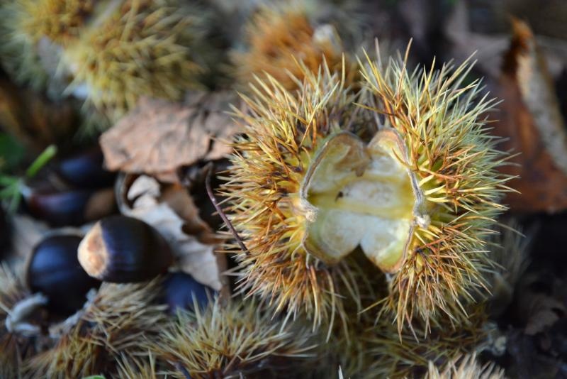 Pitomi kesten (Castanea sativa) jedan je od najprepoznatljivijih plodova jeseni. Photo: Borna Filić/PIXSELL Pitomi kesten (Castanea sativa) jedan je od najprepoznatljivijih plodova jeseni. Photo: Borna Filić/PIXSELL
