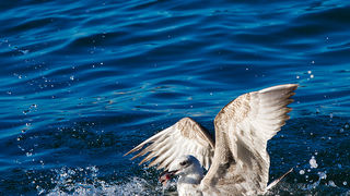 Jutarnja svađa galebova, foto: Leo Banić