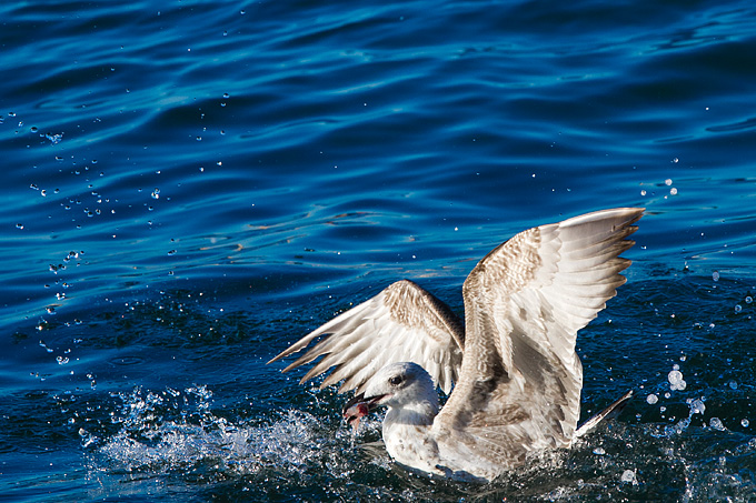 Jutarnja svađa galebova, foto: Leo Banić