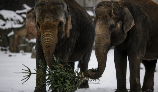Slonovi jedu božićna drvca