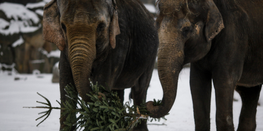 Slonovi jedu božićna drvca