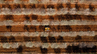 Stabla maraske oblače cvijetno ruho Stabla maraske oblače cvijetno ruho