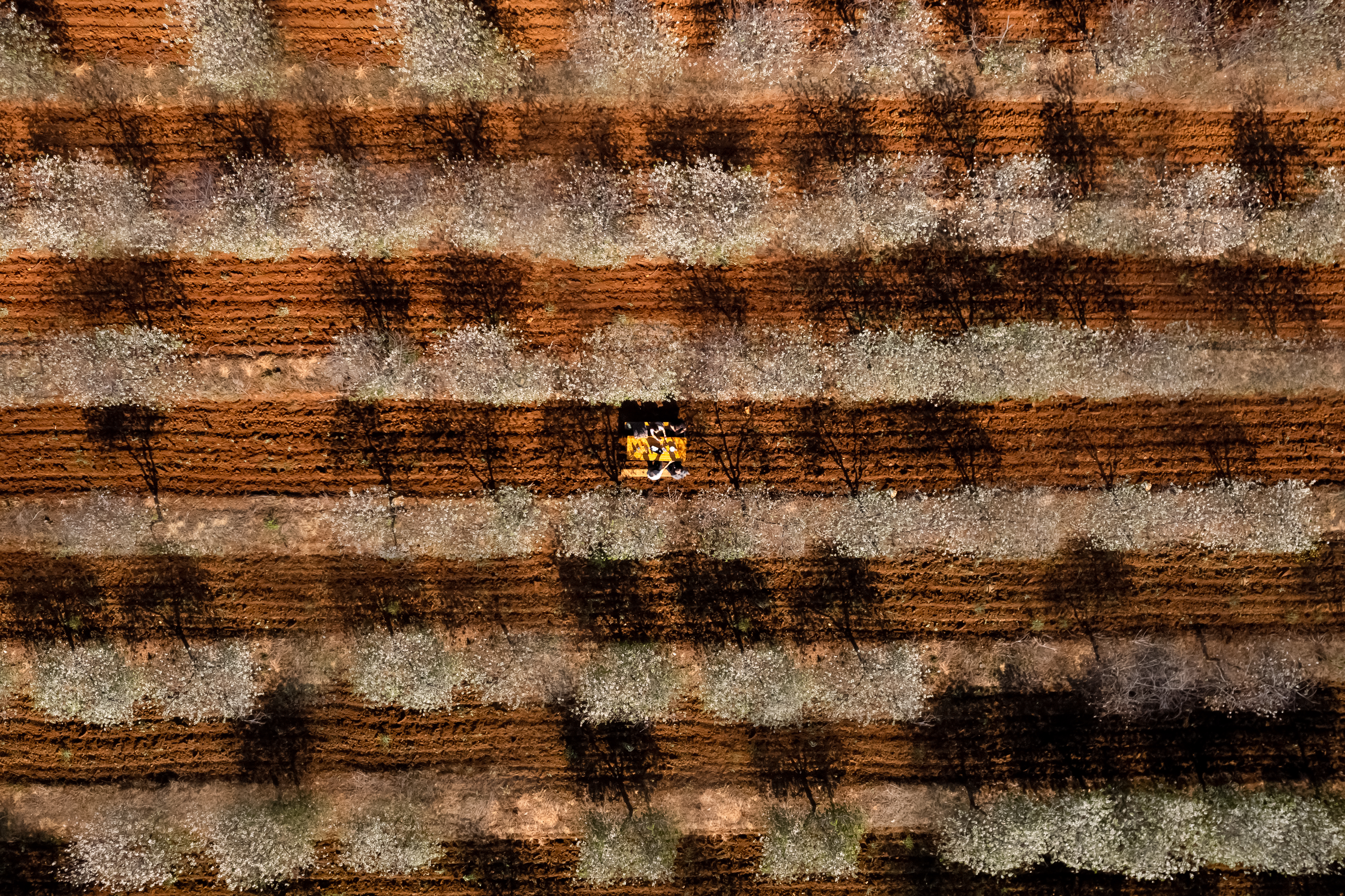 Stabla maraske oblače cvijetno ruho Stabla maraske oblače cvijetno ruho