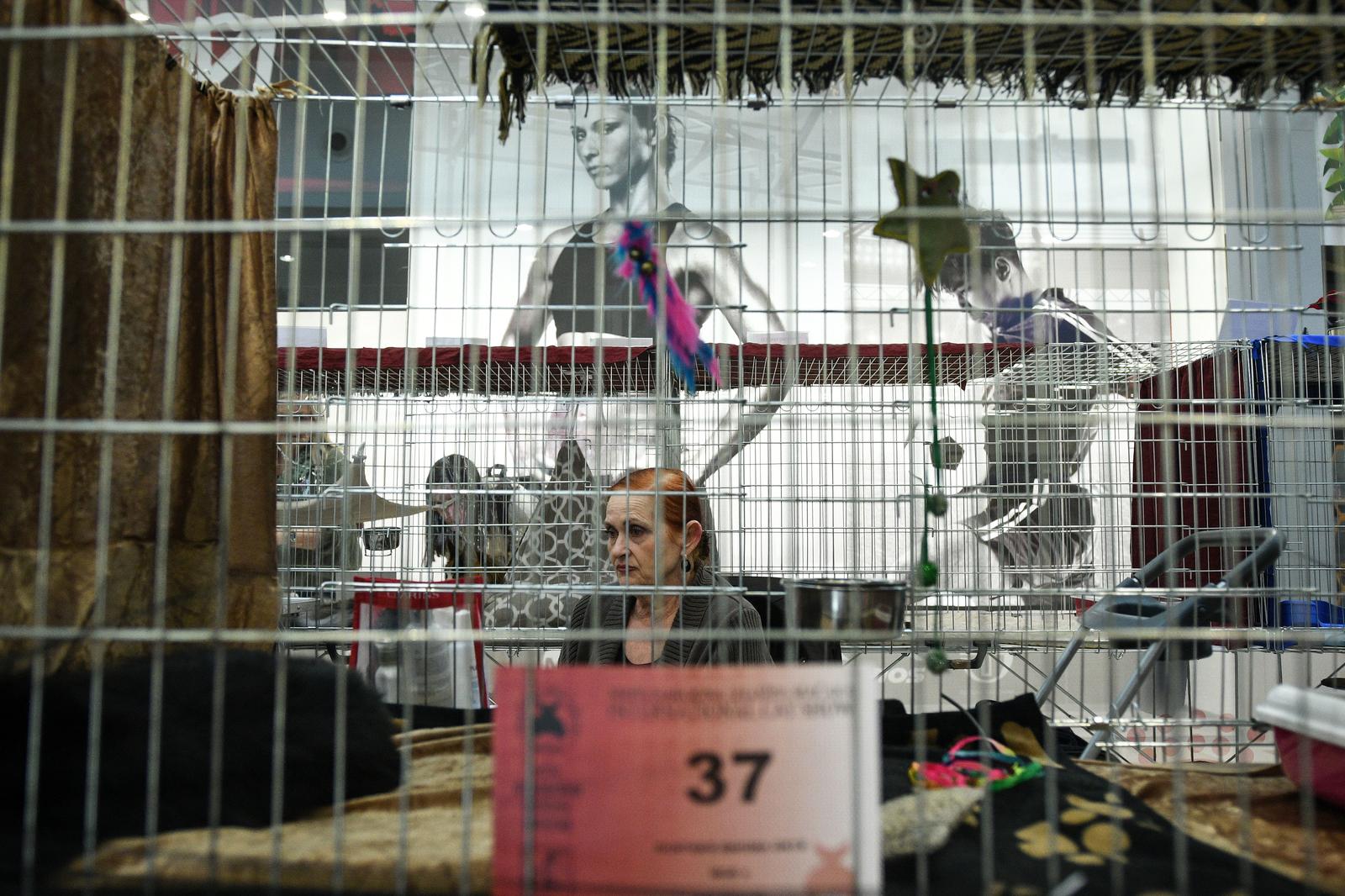 Međunarodna izložba mačaka