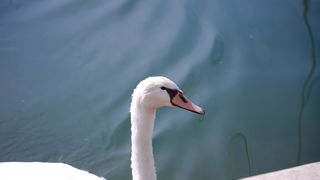 Izlet u NP Krka: Skradin, Skradinski buk, Visovac, foto: Darko Belančić