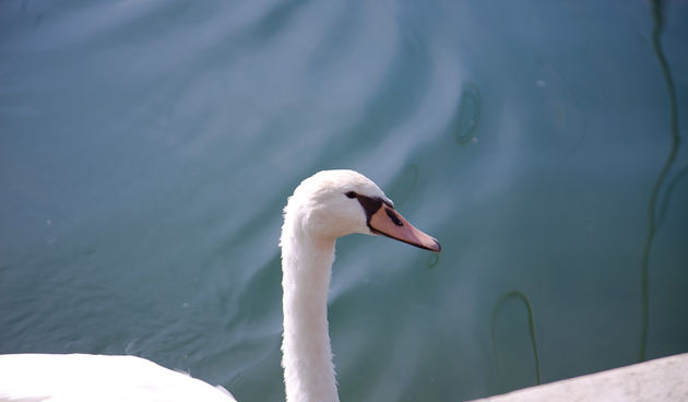 Izlet u NP Krka: Skradin, Skradinski buk, Visovac, foto: Darko Belančić
