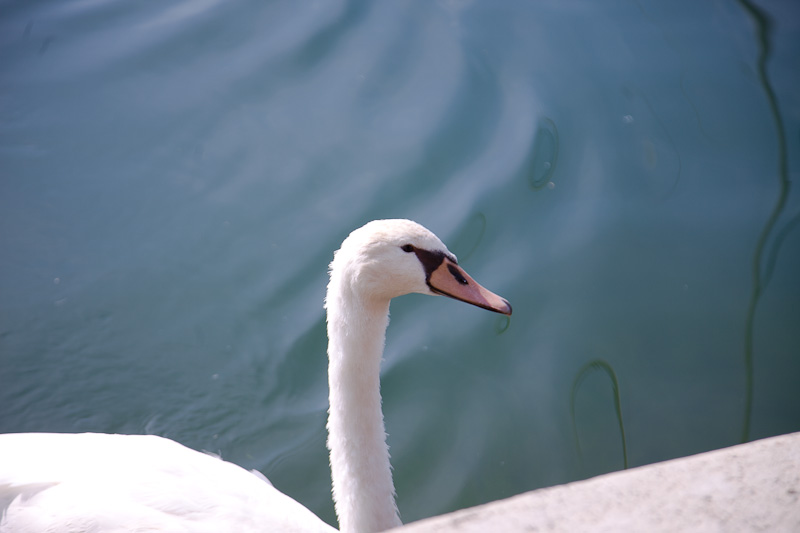 Izlet u NP Krka: Skradin, Skradinski buk, Visovac, foto: Darko Belančić