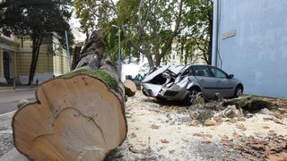 Zadar: Jak vjetar srušio stablo na parkirane automobile