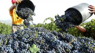 Drniš: Berba grožđa sa više od milijun čokota vinove loze, Photo: Duško Jaramaz/PIXSELL