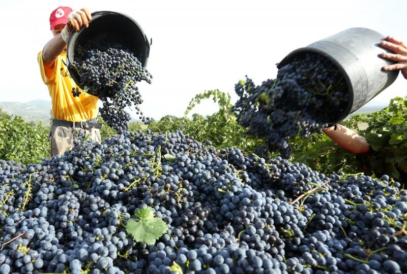 Drniš: Berba grožđa sa više od milijun čokota vinove loze, Photo: Duško Jaramaz/PIXSELL