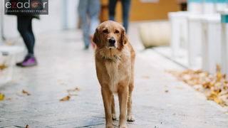 Đir po gradu, ponedjeljak 13. studenog 2017. Zlatni retriever