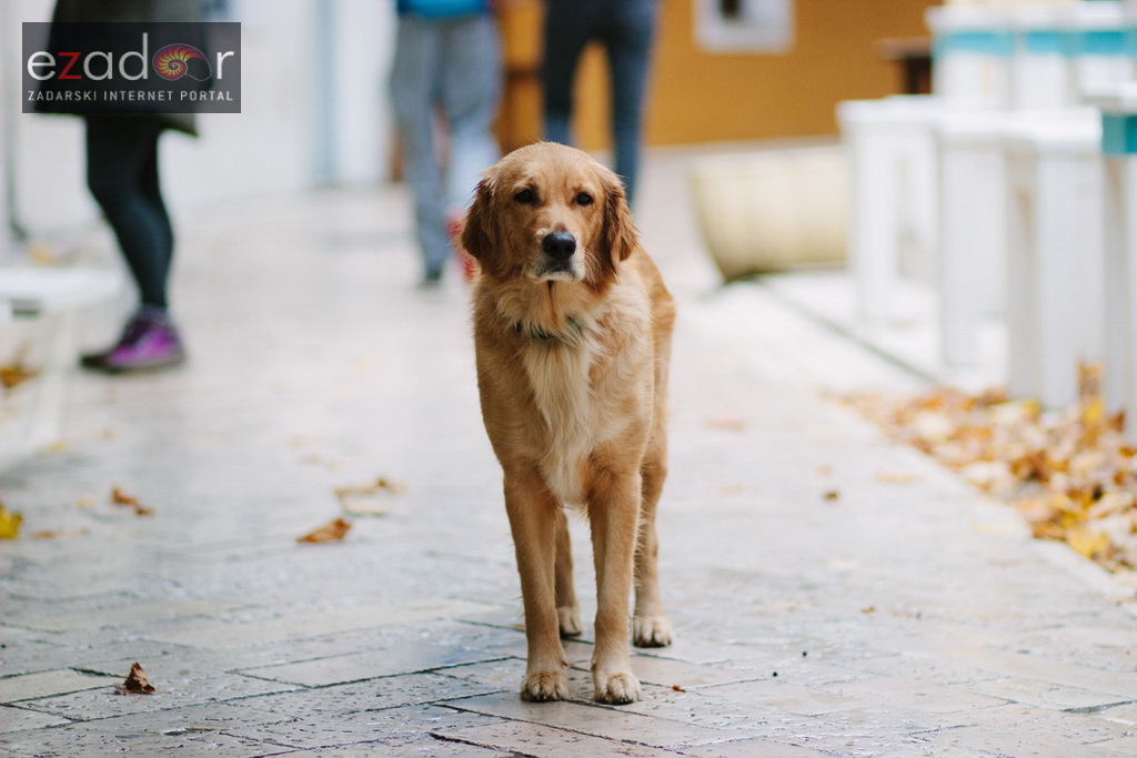 Đir po gradu, ponedjeljak 13. studenog 2017. Zlatni retriever