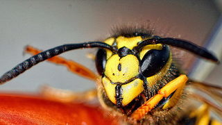 Bibinjski sinac, Foto: Leo Banic Bibinjski sinac, Foto: Leo Banic