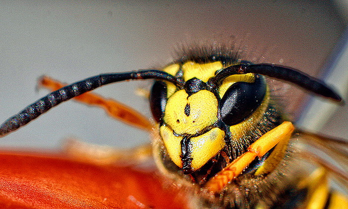 Bibinjski sinac, Foto: Leo Banic Bibinjski sinac, Foto: Leo Banic
