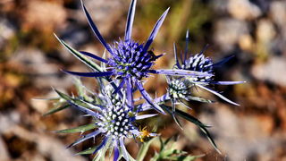 Đir do Kremena, foto: L. Kvarantan