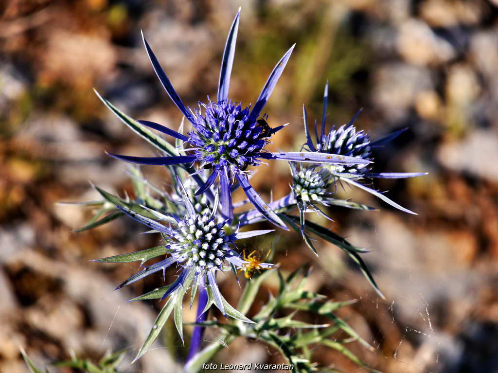 Đir do Kremena, foto: L. Kvarantan