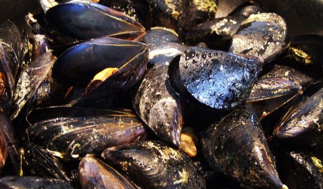 Dagnje, foto: enogastromama.wordpress.com