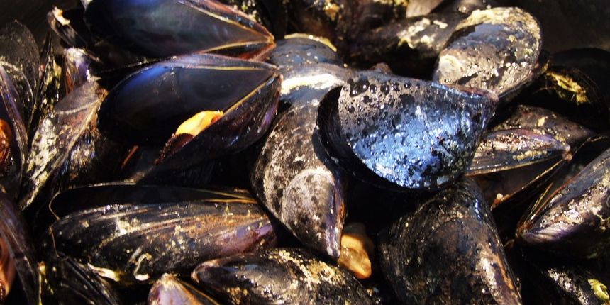 Dagnje, foto: enogastromama.wordpress.com Dagnje, foto: enogastromama.wordpress.com