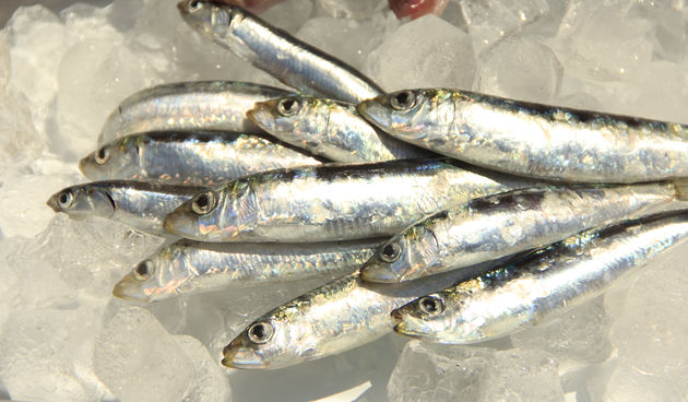 Ribe, riba ilustracija