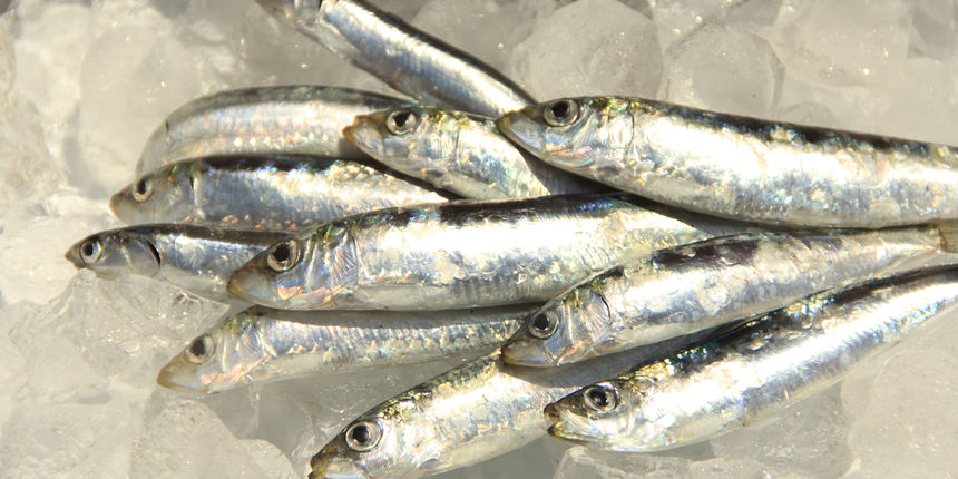 Ribe, riba ilustracija