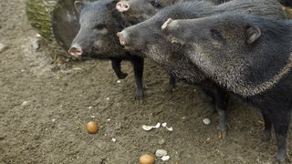 Zagreb, 080412.
U Zooloskom vrtu grada Zagreba neke od zivotinja tradicionalno su bile pocascene uskrsnim jajima. U sarenim pisanicama uzivali su lemuri, smedji kapucini, nosati rakuni, grivasti vukovi i ogrlicaste pekarije.
Na fotografiji: Ogrlicasti pek Zagreb, 080412.
U Zooloskom vrtu grada Zagreba neke od zivotinja tradicionalno su bile pocascene uskrsnim jajima. U sarenim pisanicama uzivali su lemuri, smedji kapucini, nosati rakuni, grivasti vukovi i ogrlicaste pekarije.
Na fotografiji: Ogrlicasti pek