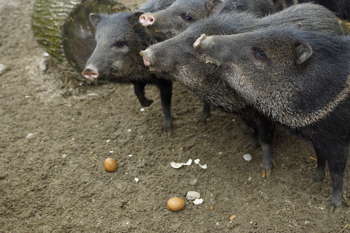 Zagreb, 080412.
U Zooloskom vrtu grada Zagreba neke od zivotinja tradicionalno su bile pocascene uskrsnim jajima. U sarenim pisanicama uzivali su lemuri, smedji kapucini, nosati rakuni, grivasti vukovi i ogrlicaste pekarije.
Na fotografiji: Ogrlicasti pek Zagreb, 080412.
U Zooloskom vrtu grada Zagreba neke od zivotinja tradicionalno su bile pocascene uskrsnim jajima. U sarenim pisanicama uzivali su lemuri, smedji kapucini, nosati rakuni, grivasti vukovi i ogrlicaste pekarije.
Na fotografiji: Ogrlicasti pek
