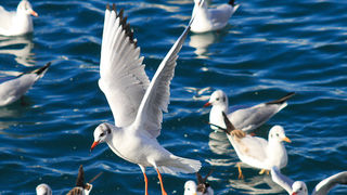 Galebovi u Jazinama, Foto: Leo Banić